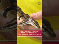 Reaction auf mein verrücktestes Reptilienvideo 😱