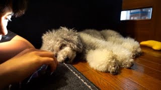 🐶愛犬と近くでお昼寝したい飼い主とただ寝てる犬の映像【トイプードルのグリィ】【dog】【toy poodle】