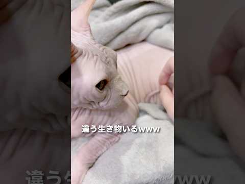 ナニコレ？！ #猫 #スフィンクス #ねこ