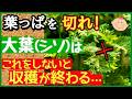 大葉は切るほど良く育つ♪長~くたくさん収穫する最強の育て方・剪定の極意と管理法【初心者家庭菜園・シソの育て方】