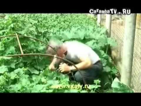 Литвинков, поцык, гамаз и доктор попов.. Про геморой.