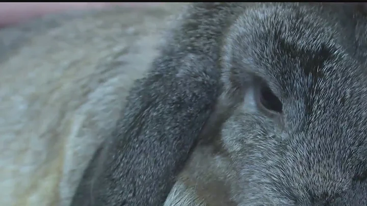 4-H kids show off their rabbits at Canfield Fair