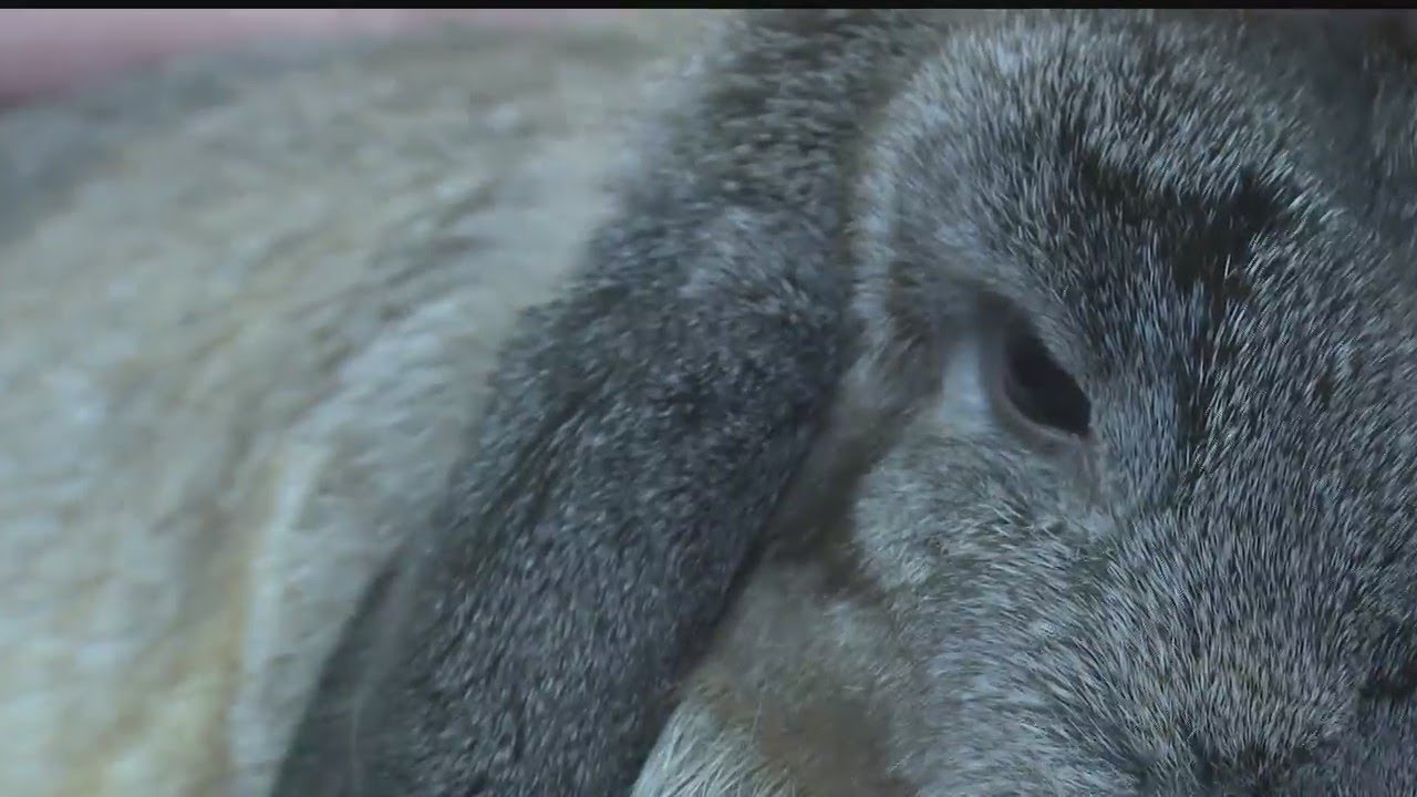 4-H kids show off their rabbits at Canfield Fair - YouTube