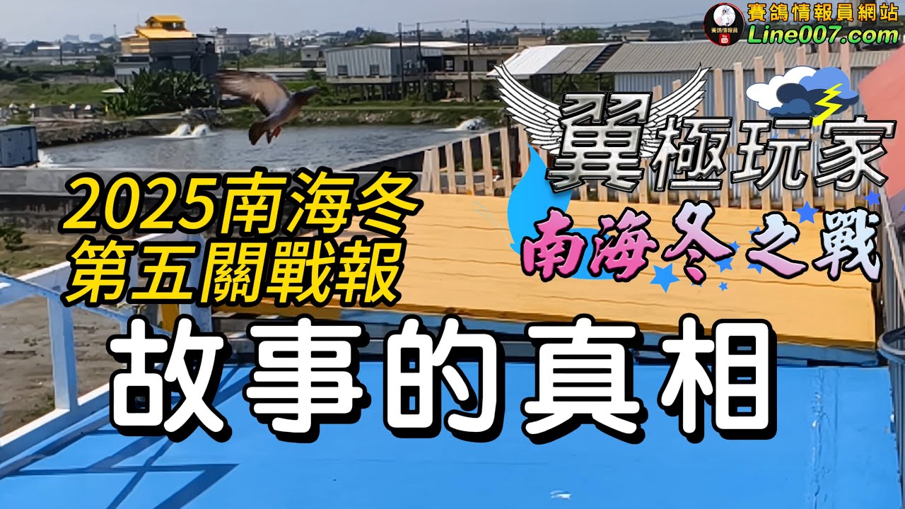 2025年南海冬季第五關戰報：故事的真相  #星塵鴿舍 #賽鴿 #鴿子 #養鴿 #種鴿 #南海冬之戰 #強豪