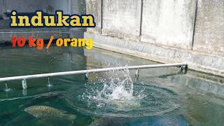 Istimewa Mancing Ikan Mas Indukan