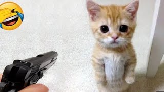 funniest cat's video 😂😂 new funny video 🤣🤣 part 64😂😂@Laughing_pawas
