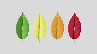 Why do leaves change colors in the fall?