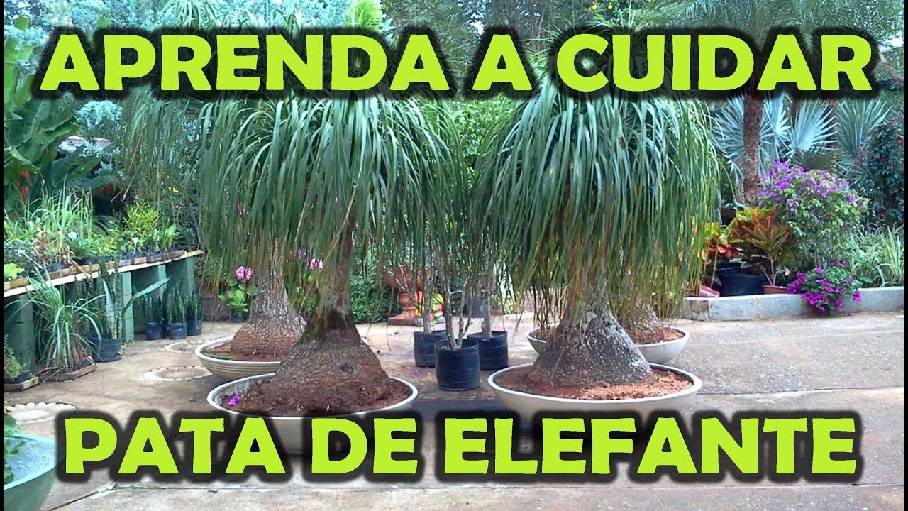 Pata De Elefante Como Cuidar Youtube