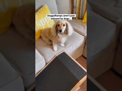 Videó: Fenékig! Öntsük a Pooch-ot a hideg alsó szúrófejhez