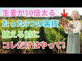 【99%の家庭菜園が知らない】生姜が10倍太る『たった3つの裏技』植える前にコレだけはやって!【生姜 腐る原因】【鉢植え生姜】【家庭菜園 初心者】