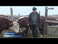 Астраханские фермеры разводят крупный рогатый скот элитных пород
