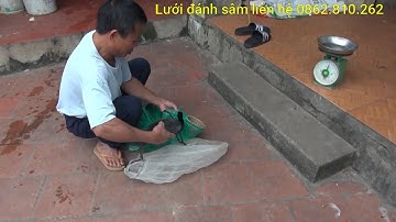 giá sâm cầm khu anh em thế nào? Bẫy chim sâm cầm di cư
