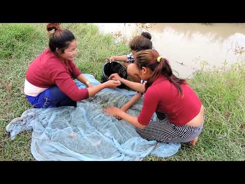 Kamboçyalı kadınlar sürüsüyle balık tutuyor