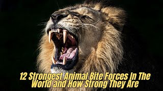 12 Animal with Strongest Bite Force | Strongest Animal Bite Forces In The World Net Worth