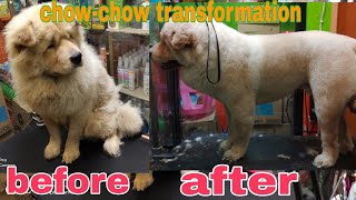 chow-chow grooming transformation by Ariel Rivera 521 views 2 years ago 15 minutes