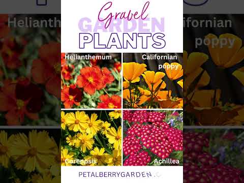 What Plants Grow In Pea Gravel