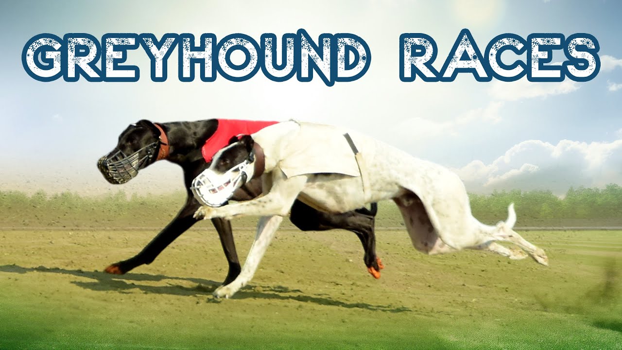 🔴LIVE | WORLD GREYHOUND DOG RACING | FLAT RACE 440 Feet 2025/12/14 #17
