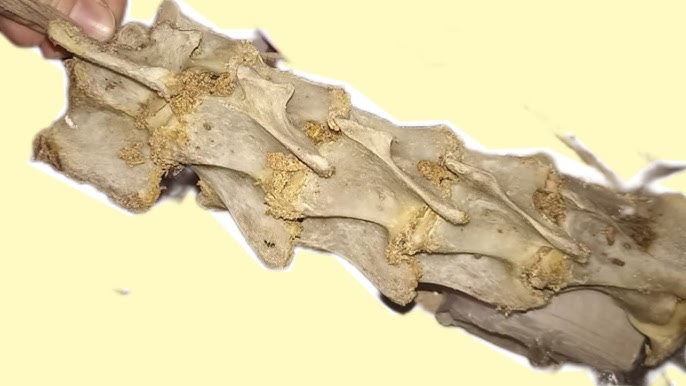 Батайскідегі секс