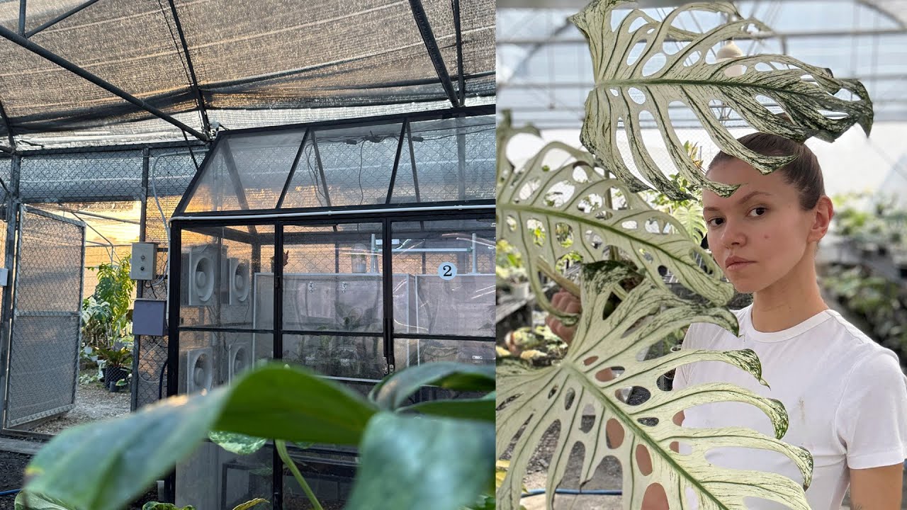 Работаю в саду редких растений в Бангкоке 🌴 Тайская уличная еда | Реальная жизнь в Таиланде