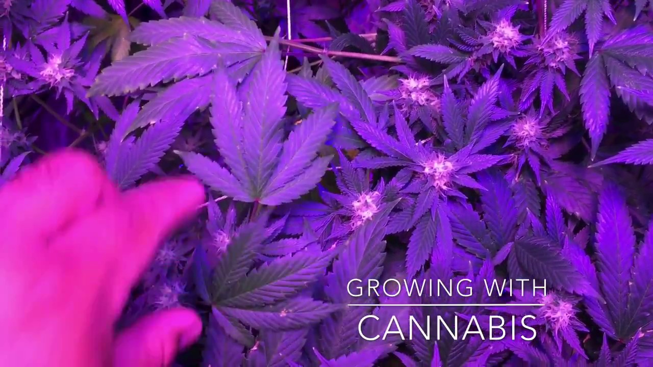 450w Viparspectra 4x4 grow update