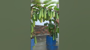 How to grow cucumbers at home #garden #roomtogrow #growathome