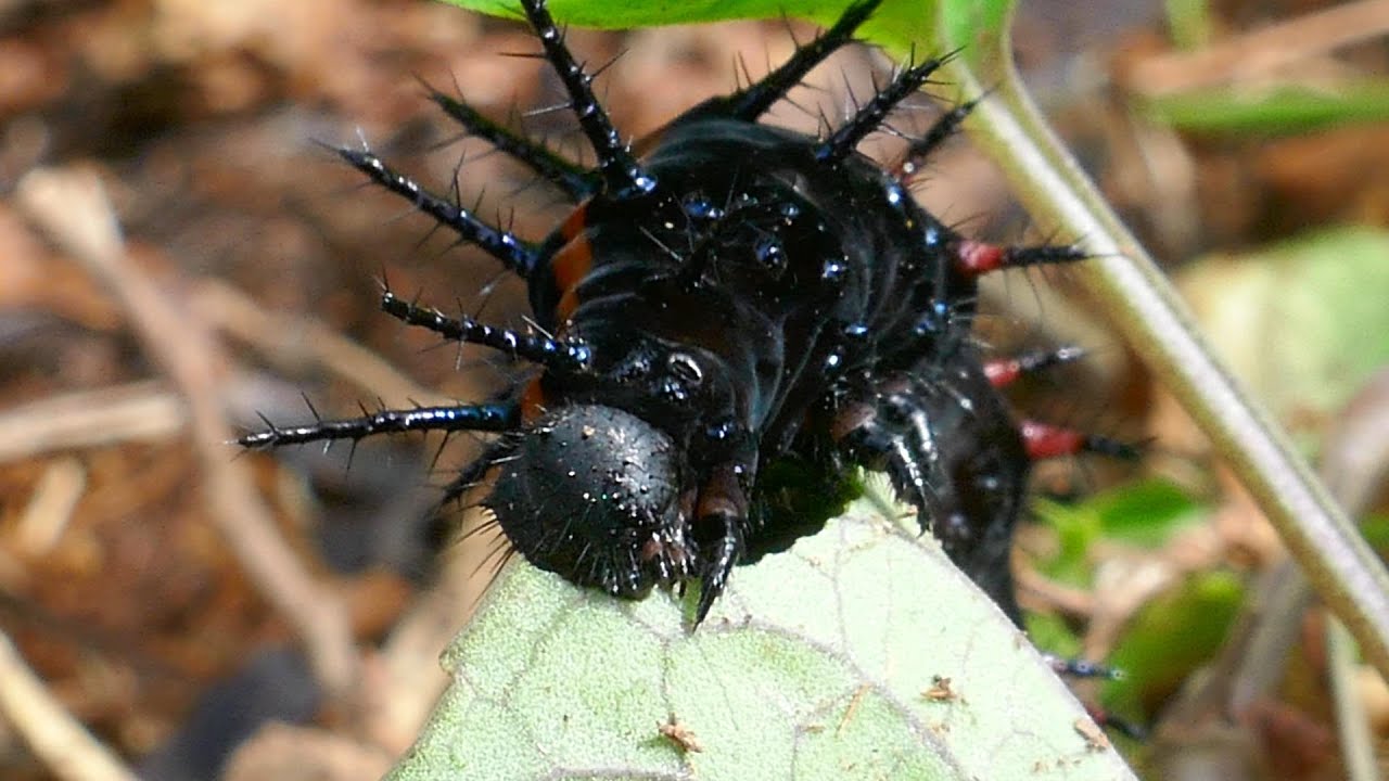 スミレの葉を猛スピードで食べるツマグロヒョウモンの幼虫 - YouTube