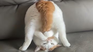 CATS: Weird and Unpredictable