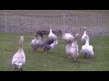 Funny Farm Geese Learning to Free Range Together Again