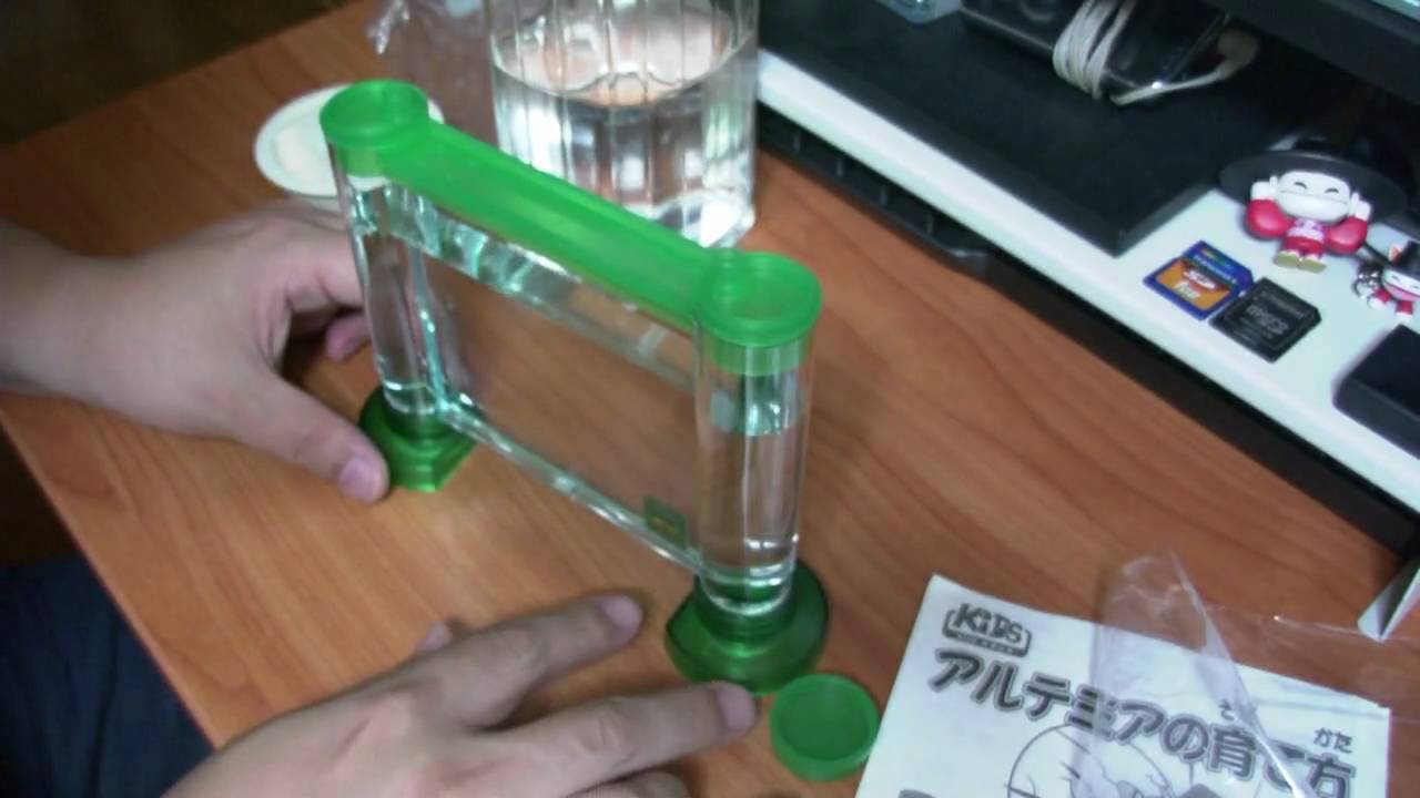 初日 生命誕生のお膳立て アルテミアサリーナ シーモンキー Youtube