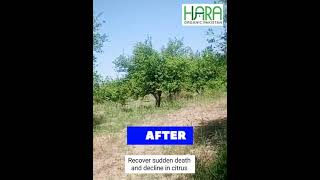 Organic Citrus Farming | Recover Dieback Disease | Hara Organic Pakistan