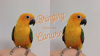 BRINGING HOME MY JENDAY CONURE!!!