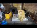 Слепой кот спасённый зимой выжил! История кота Толика который с травмой головы чуть не замёрз