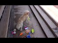 4th Annual Chew Toy Toss | Donations Benefit York County SPCA | 09.13.23