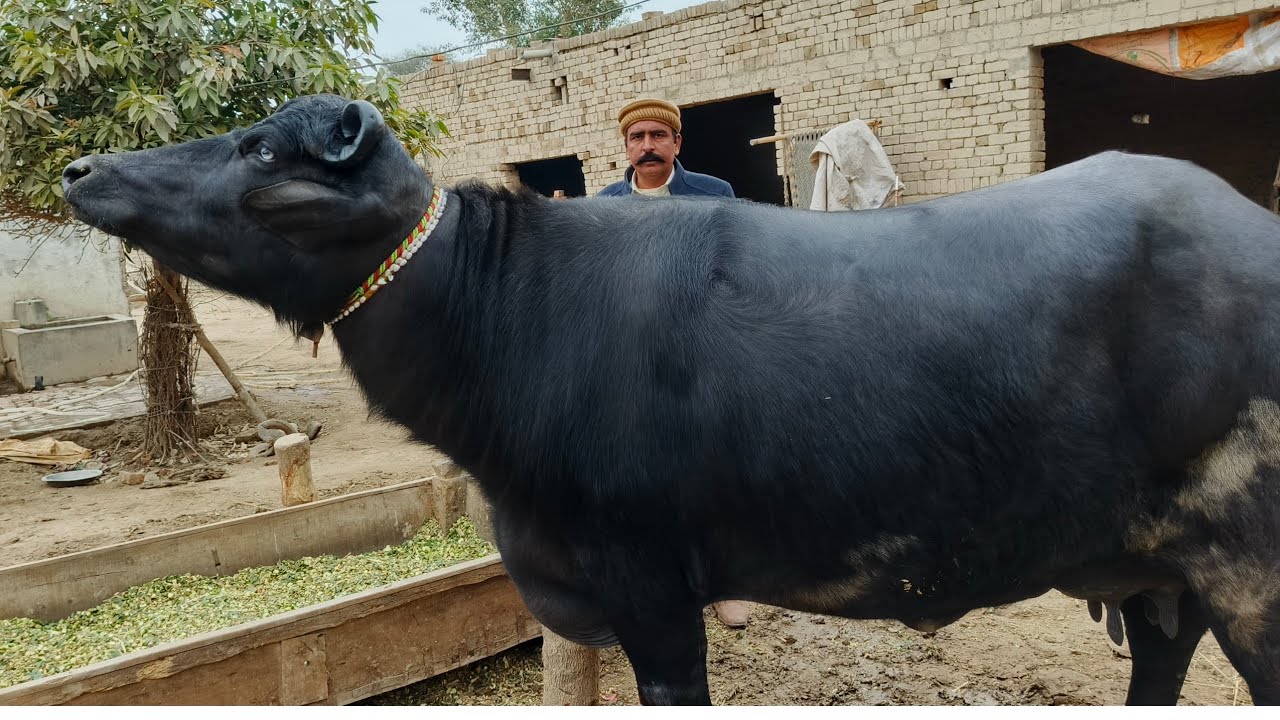 beautiful buffalo Neeli Ravi for sale location Arif wala - YouTube