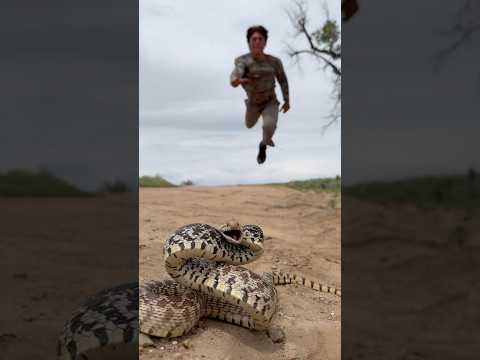 CHECK THIS OUT!    #Snakes #reptiles #animals #herping #funny #herpetology #animals