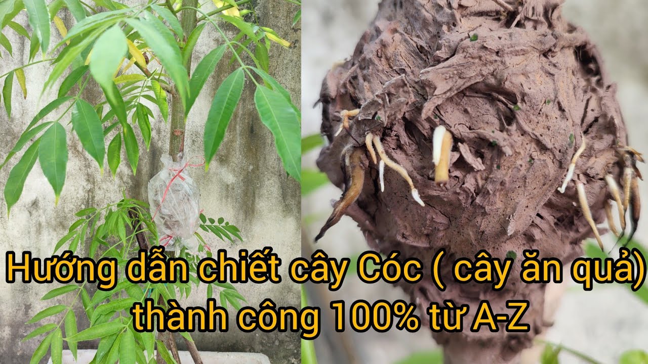 Hướng dẫn chiết cây Cóc ( cây ăn quả) từ A-Z đâm rễ cực nhiều.