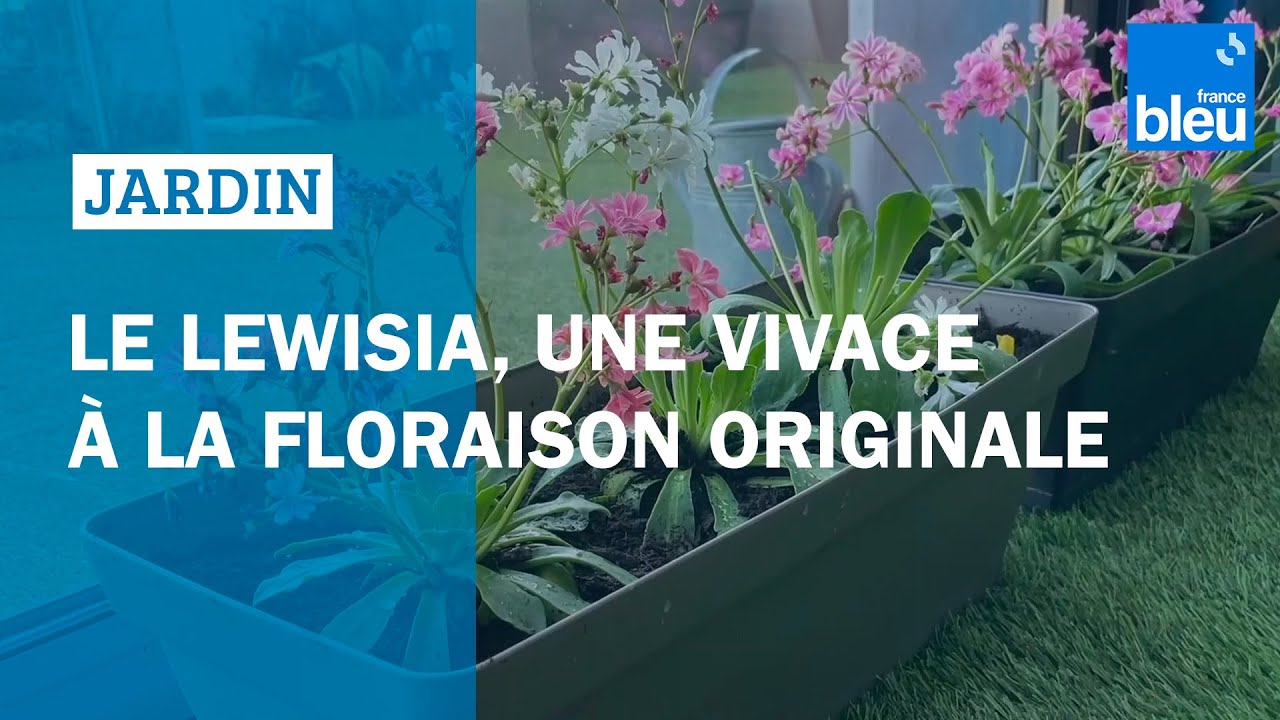 Le Lewisia, une vivace à la floraison originale - les conseils de Roland Motte