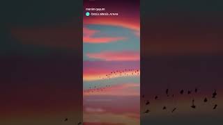 Özgül Bi̇ngül Ayhan / Meni̇m Guşum