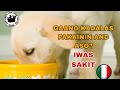 GAANO KADALAS PAKAININ ANG ASO | HOW OFTEN YOU SHOULD FEED YOUR DOG |FREE VETERINARIAN CONSULTATION