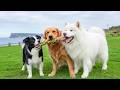 12 Hours of Dog Music 💖 Dog Relaxation Music 🐾 Dog Anxiety Relief with Soft Piano and Gentle Sounds
