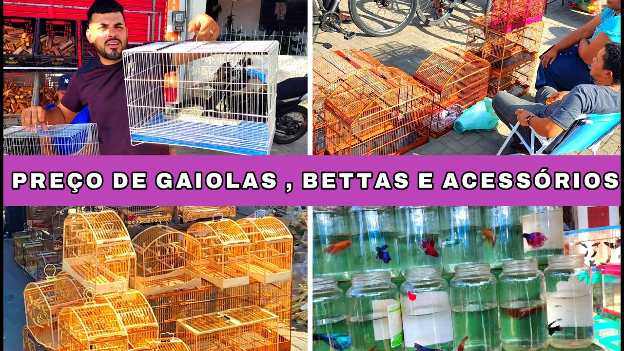 Feira de Pássaros e Gaiolas do Cordeiro  01/02 #gaiola #passaros #criarpassaros