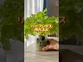 カップでリーフレタスが作れる！#水耕栽培 #野菜作り #レタス#レタス栽培#家庭菜園