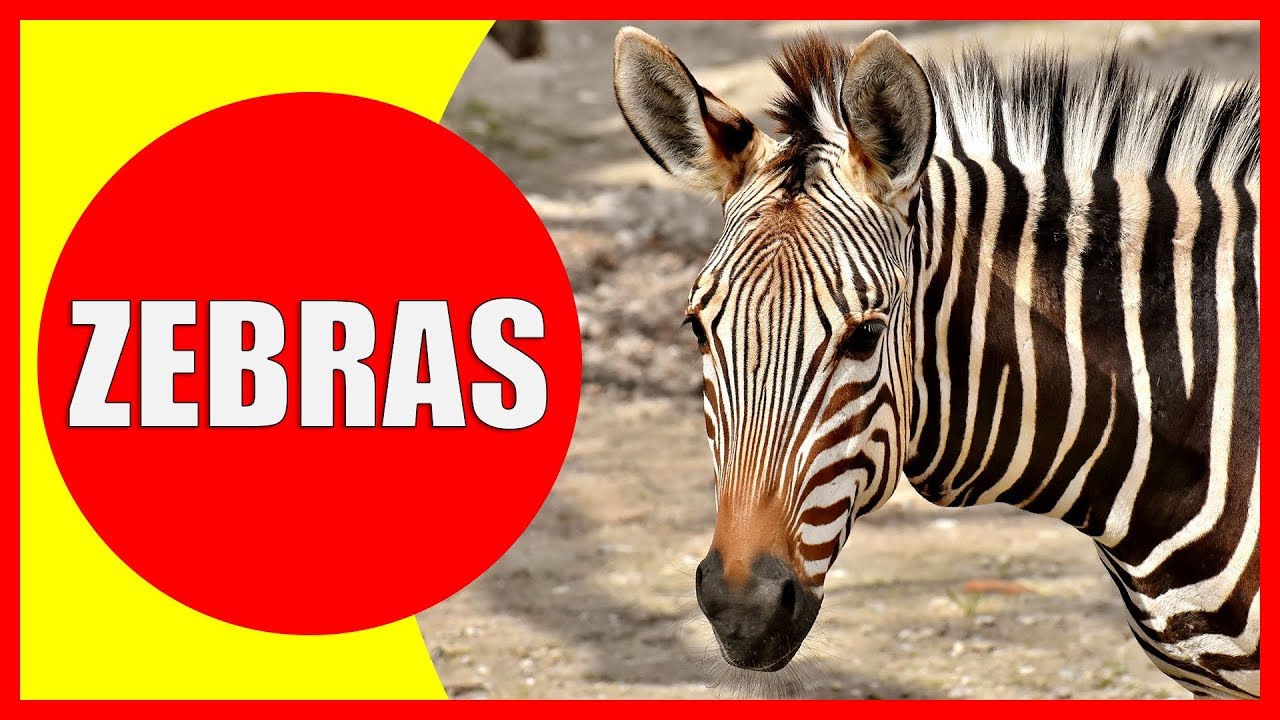 Zebra Videos For Kids Facts About Zebras For Children