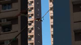香港翠鳥