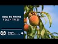 How to prune peach trees
