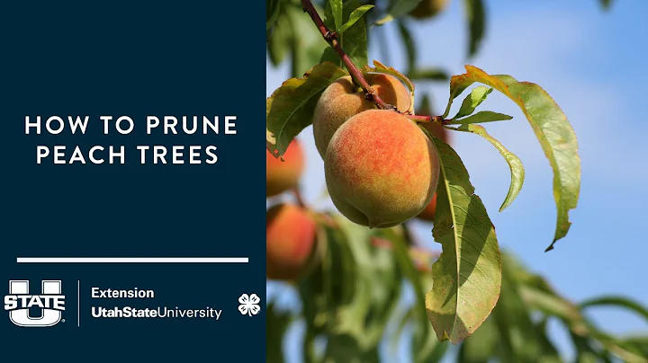 How to Prune Peach Trees