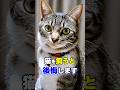 猫を飼うのを勧めない7つの理由 #猫 #猫雑学 #ねこたんの解説