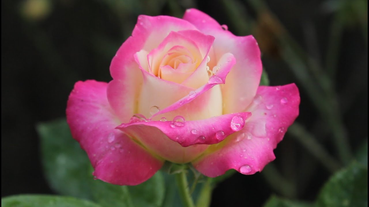 Most Beautiful Tea Roses Hybrid Tea Rose Most Beautiful Rose Flower Stunning Rose - YouTube
