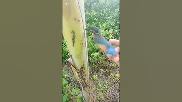 The Little bird stuck in banana tree 🕊️,🕊️🕊️