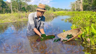 Wow!!! Catching Wild Betta Fish And Betta Fish , Unbelievable Catching (Episode 71)